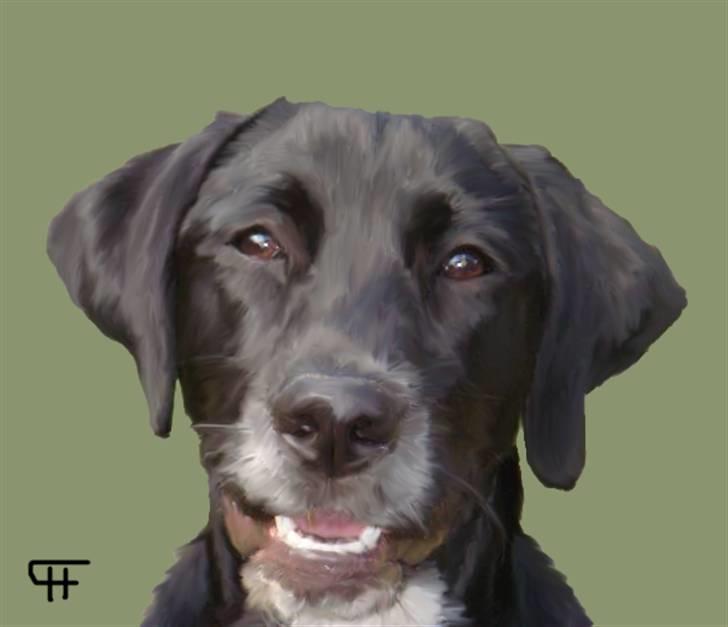 Tegninger af andres hunde - Blanding af racer Miley. billede 290