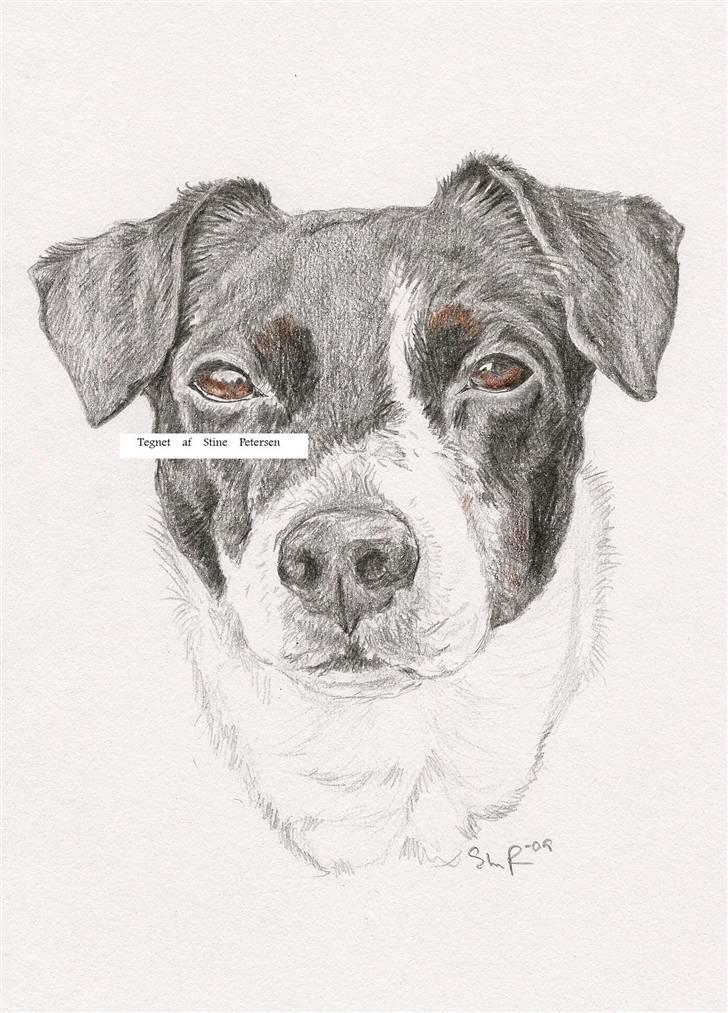 Mine tegninger - Dem i farve - Dansk/Svensk Gårdhund billede 2