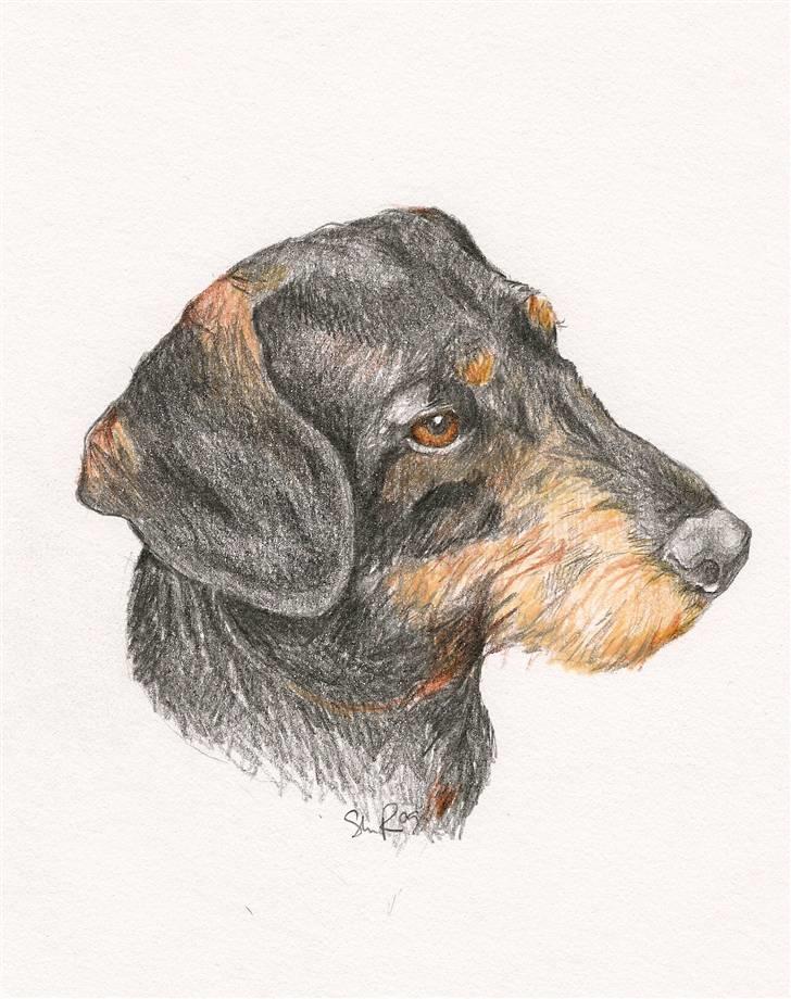 Mine tegninger - Dem i farve - Ruhåret Gravhund billede 1