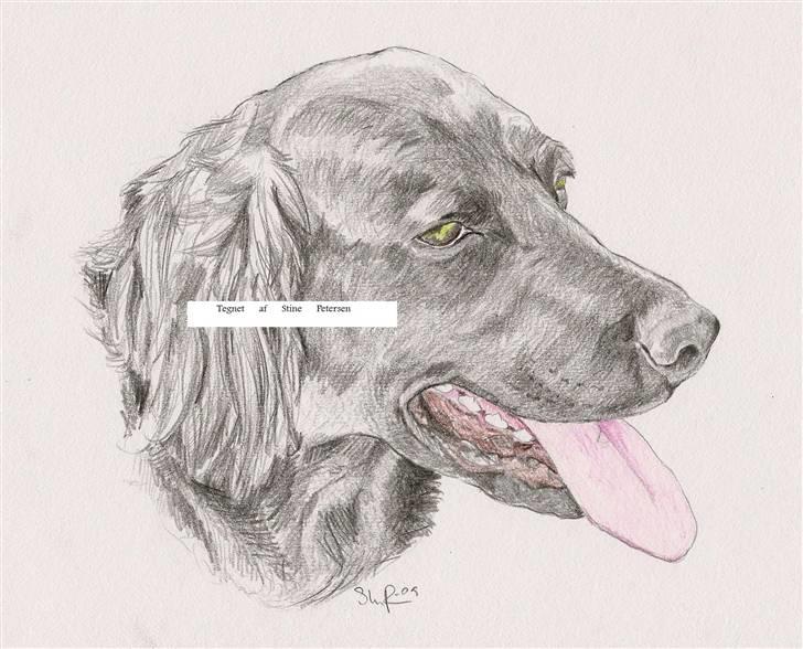 Mine tegninger - Dem i farve - Flatcoated Retriever billede 15
