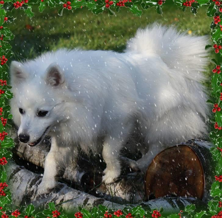 Hunde i sne billede 11