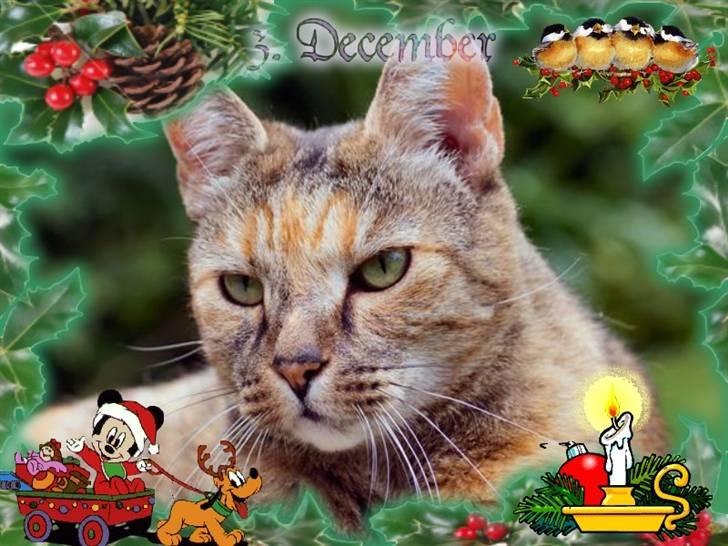 Hannes julekalender 09 billede 8