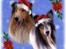 Julebilleder