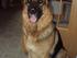 Friga vores gammle hund aflivet i marts,2010 og vores ny hund bonnie