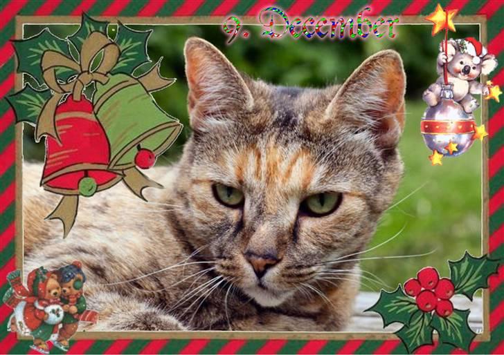 Hannes julekalender 09 billede 2