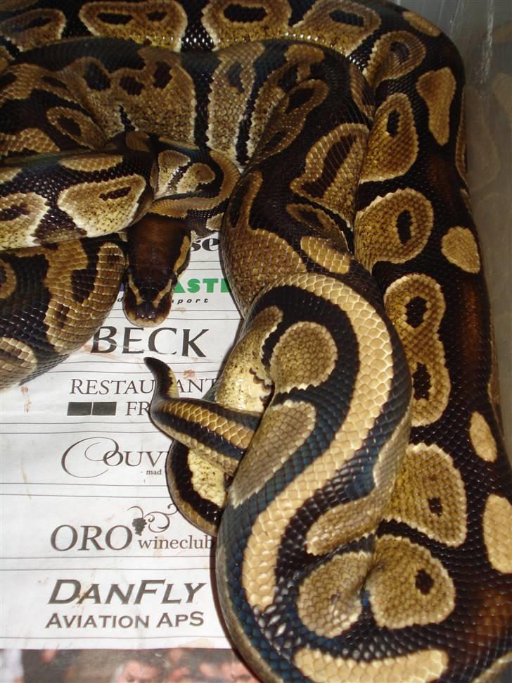 Slangeopdræt 2010 - Kongepython parring d. 14.12.09 billede 1