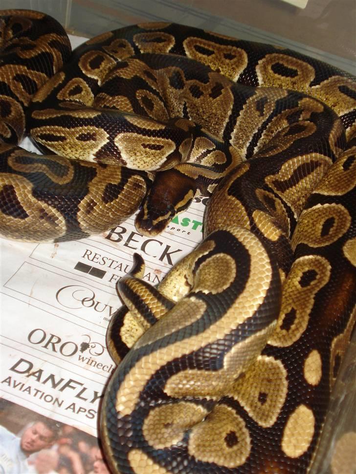 Slangeopdræt 2010 - Kongepython parring d. 14.12.09 billede 2