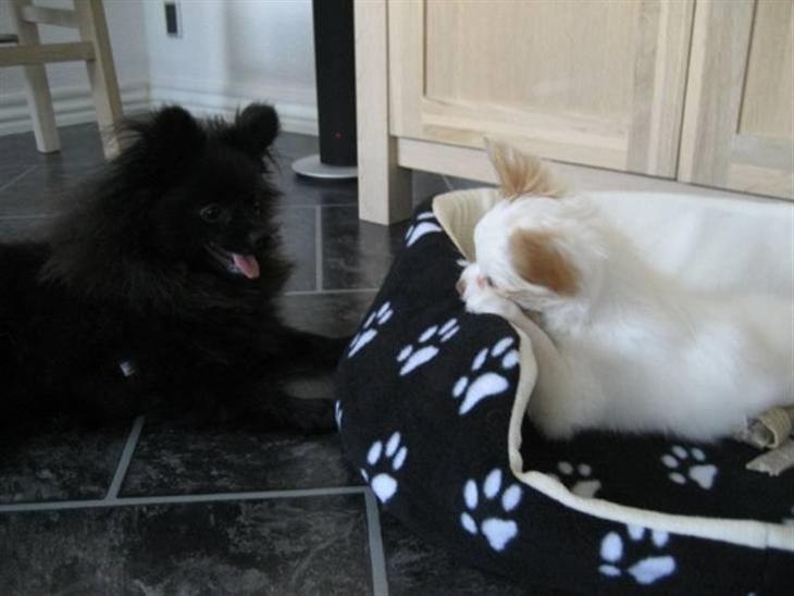 {{currentPhoto.altText}} billede {{currentPhoto.number}}