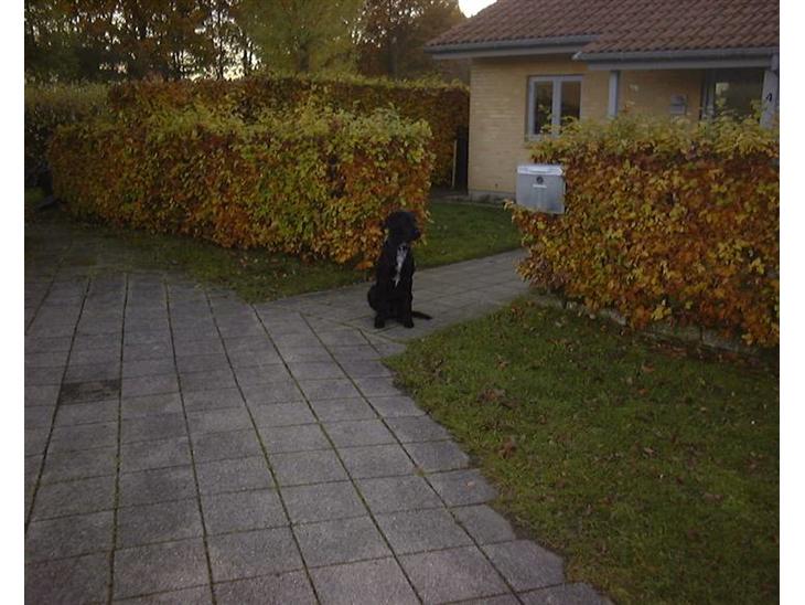 Mickey passer på vejen billede 0