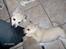 Norsk Buhund hvalpe 7 uger