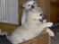 Norsk Buhund hvalpe 7 uger