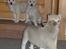 Norsk Buhund hvalpe 7 uger