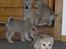 Norsk Buhund hvalpe 7 uger