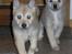 Norsk Buhund hvalpe 7 uger
