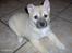 Norsk Buhund hvalpe 7 uger