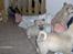 Norsk Buhund hvalpe 7 uger