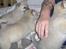 Norsk Buhund hvalpe 7 uger