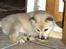 Norsk Buhund hvalpe 7 uger