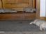 Norsk Buhund hvalpe 7 uger