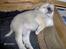 Norsk Buhund hvalpe 7 uger