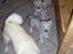 Norsk Buhund hvalpe 7 uger