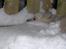 Norsk Buhund hvalpe 7 uger