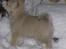 Norsk Buhund hvalpe 7 uger