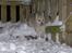 Norsk Buhund hvalpe 7 uger