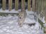 Norsk Buhund hvalpe 7 uger