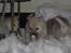 Norsk Buhund hvalpe 7 uger