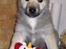 Norsk Buhund hvalpe 7 uger