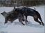 Doberleg i sneen Dec 2009