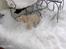 Norsk Buhund hvalpe 7 uger