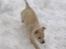 Norsk Buhund hvalpe 7 uger