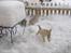 Norsk Buhund hvalpe 7 uger