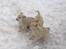 Norsk Buhund hvalpe 7 uger