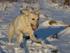 Fie i sne 19-12-09