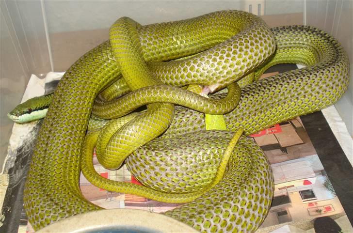 Slangeopdræt 2010 - Philodryas baroni parring d. 17.12.09. billede 3