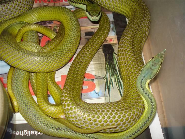 Slangeopdræt 2010 - Philodryas baroni parring d. 17.12.09 billede 4