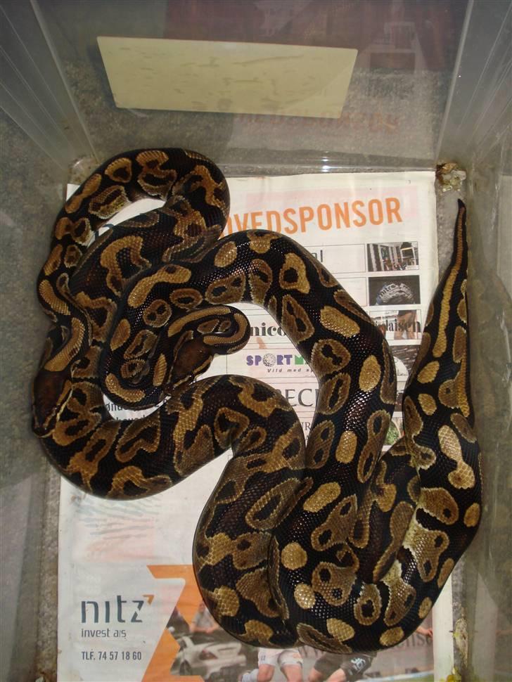 Slangeopdræt 2010 - Kongepython parring d. 17.12.09. Samme hun og en ny han. billede 5