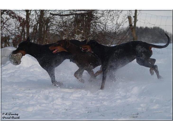 Doberleg i sneen Dec 2009 billede 1