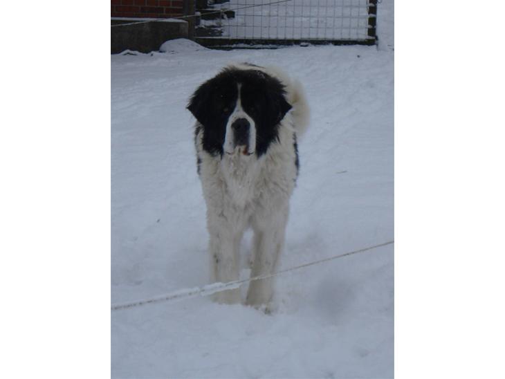 {{currentPhoto.altText}} billede {{currentPhoto.number}}