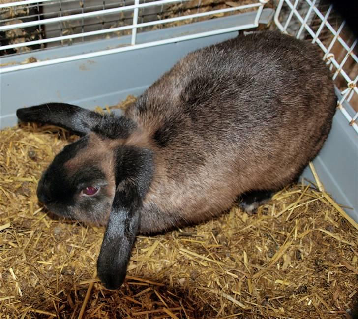 Mine kanin unger - Zobek som voksen billede 9