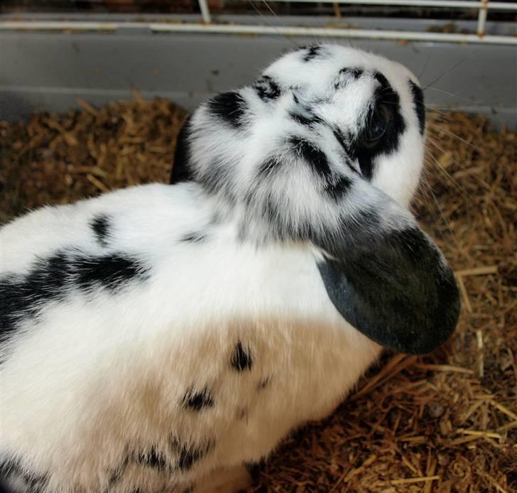 Mine kanin unger - Sheikkie som voksen billede 10