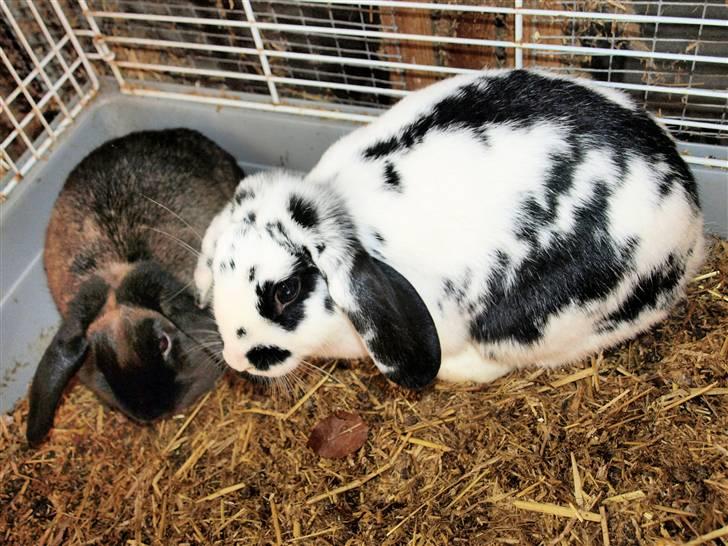 Mine kanin unger - Mine 2 kaniner der nu er voksne
Sheikkie og Zobel billede 1