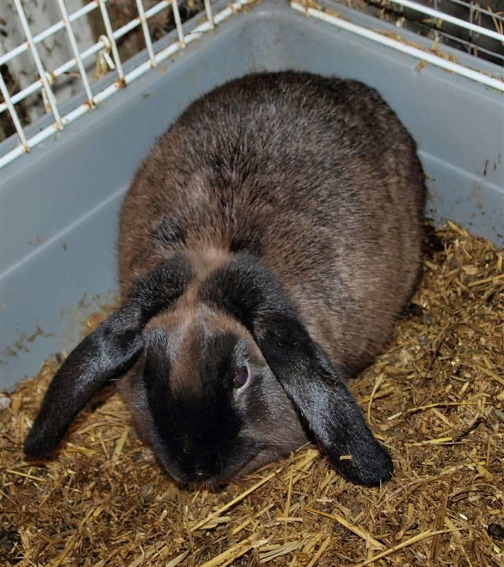 Mine kanin unger billede 11