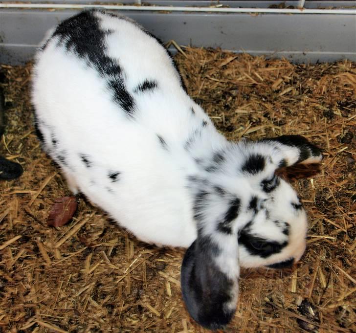 Mine kanin unger billede 12