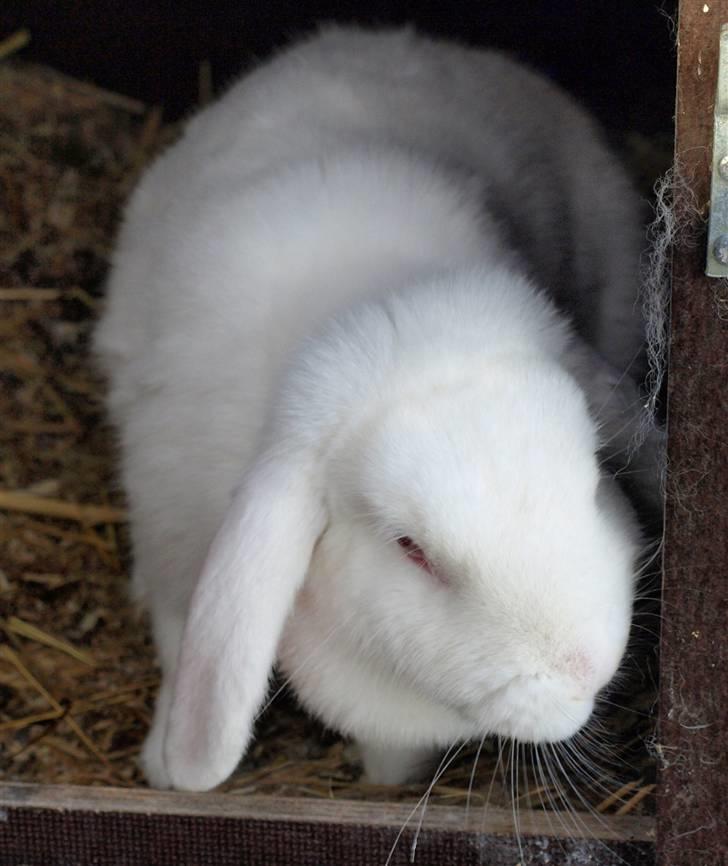 Mine kanin unger - Mor billede 13