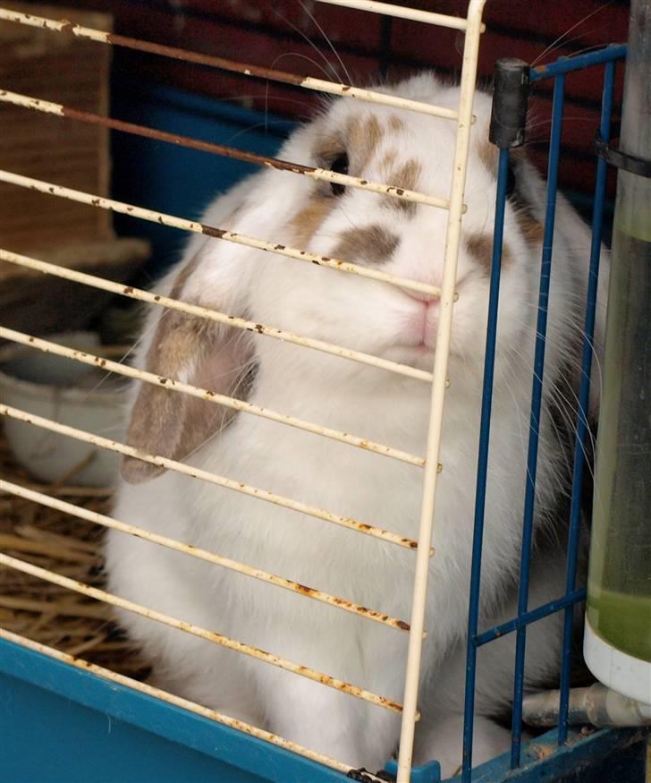 Mine kanin unger - Bror billede 14