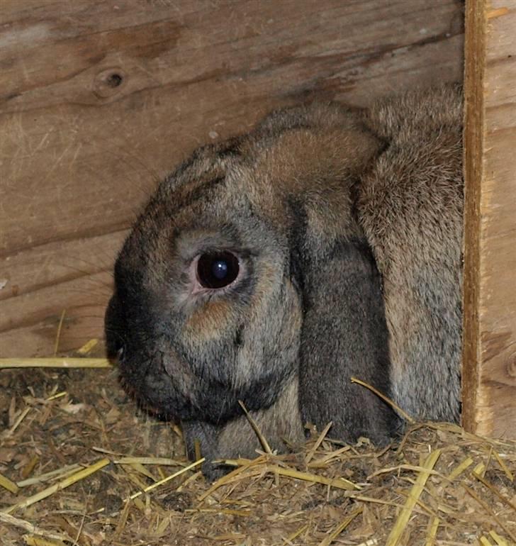 Mine kanin unger - Mor billede 15